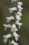 Nodding lady's tresses